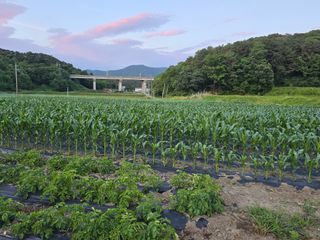 홍성덕님의 고추 · 영농일지 작성글 사진