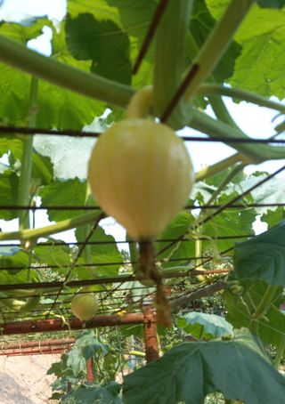 송혁상님의 호박 · 영농일지 작성글 사진