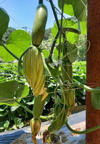 송혁상님의 호박 · 영농일지 작성글 사진