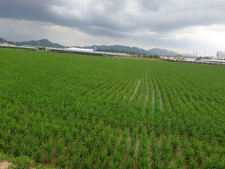 김영호님의 벼 · 영농일지 작성글 사진