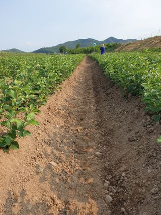김화순님의 사과 · 영농일지 작성글 사진