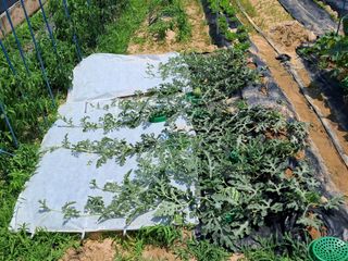 용기님의 기타작물 · 영농일지 작성글 사진