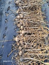 팜모닝 마늘·영농일지 게시글 이미지