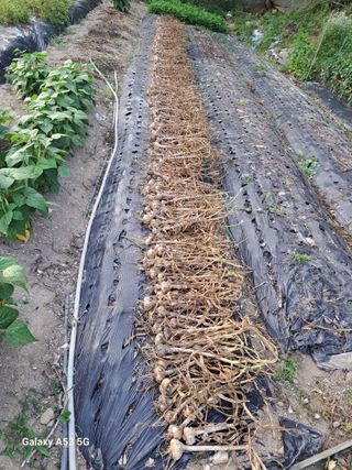 김만호님의 마늘 · 영농일지 작성글 사진