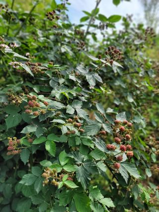 나는 나님의 기타작물 · 영농일지 작성글 사진