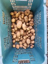 팜모닝 감자·영농일지 게시글 이미지