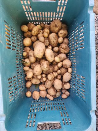 까비꼬님의 감자 · 영농일지 작성글 사진