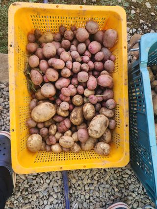 까비꼬님의 감자 · 영농일지 작성글 사진