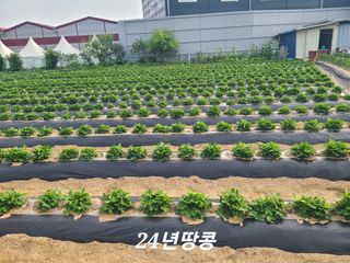 오경남님의 고추 · 영농일지 작성글 사진