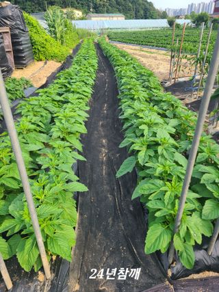 오경남님의 고추 · 영농일지 작성글 사진