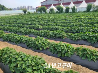 오경남님의 고추 · 영농일지 작성글 사진