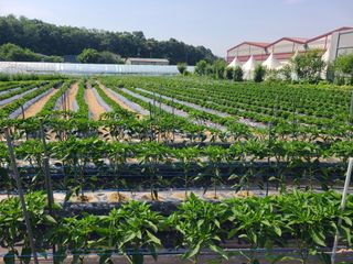 오경남님의 고추 · 영농일지 작성글 사진