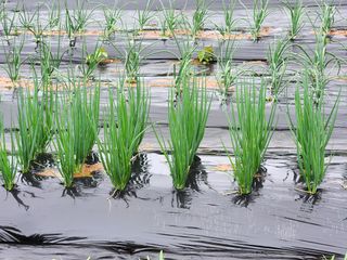 유재일님의 파 · 영농일지 작성글 사진