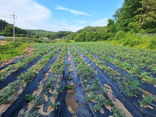 정지원님의 기타작물 · 영농일지 작성글 사진