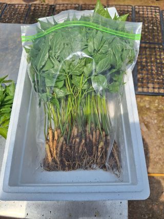 정지원님의 기타작물 · 영농일지 작성글 사진