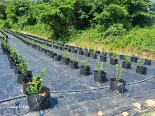 팜모닝회원 정정섭 님의 블루베리 · 영농일지 작성글 사진