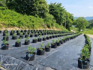 팜모닝회원 정정섭 님의 블루베리 · 영농일지 작성글 사진