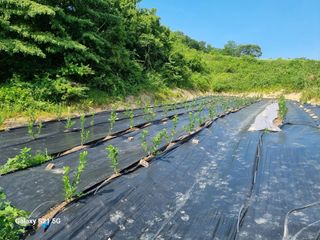 팜모닝회원 정정섭 님의 블루베리 · 영농일지 작성글 사진