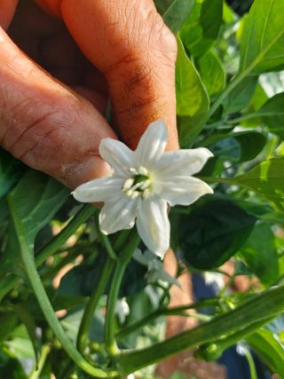 김명복님의 고추 · 영농일지 작성글 사진