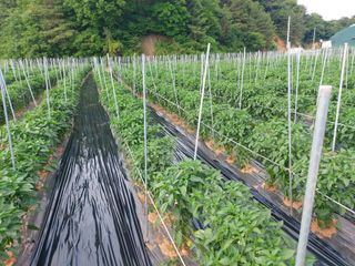 김명복님의 고추 · 영농일지 작성글 사진