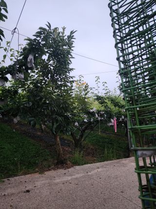 김용찬님의 배 · 영농일지 작성글 사진