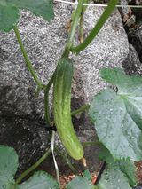 팜모닝 오이·영농일지 게시글 이미지