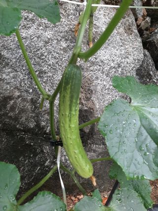 이응천님의 오이 · 영농일지 작성글 사진