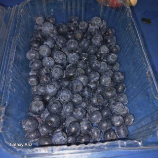 피영철/강호님의 블루베리 · 영농일지 작성글 사진