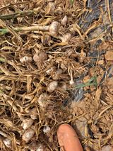 팜모닝 마늘·영농일지 게시글 이미지