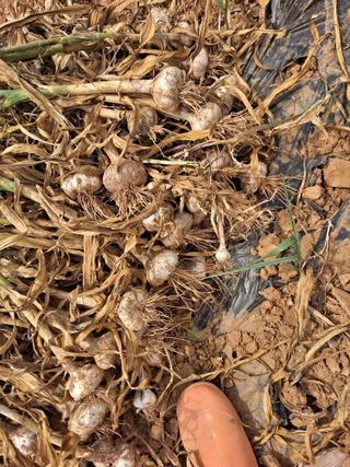 호박 정정호님의 마늘 · 영농일지 작성글 사진