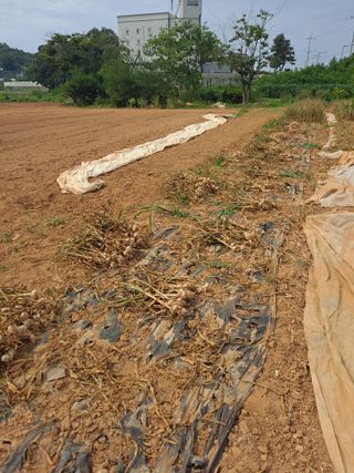 호박 정정호님의 마늘 · 영농일지 작성글 사진