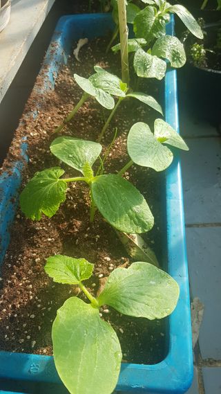 심상화님의 호박 · 영농일지 작성글 사진