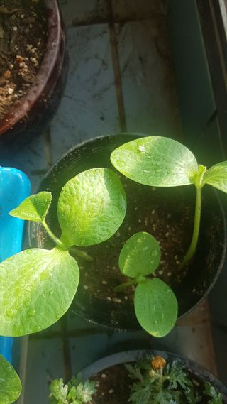 심상화님의 호박 · 영농일지 작성글 사진