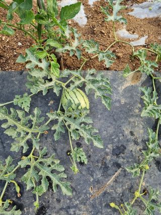 이찬암님의 기타작물 · 영농일지 작성글 사진