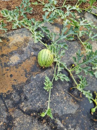 이찬암님의 기타작물 · 영농일지 작성글 사진