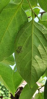 팜모닝 감·병해충상담 게시글 이미지