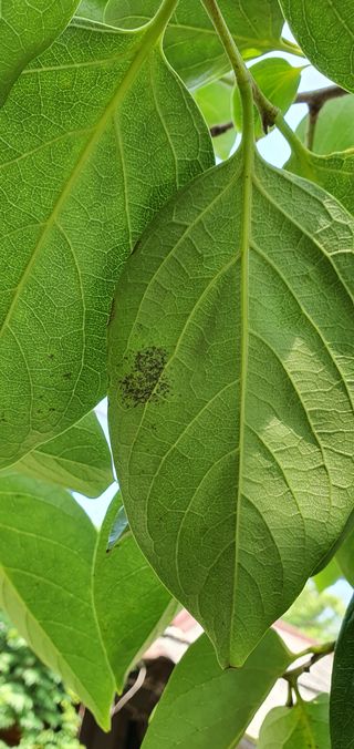 황재수님의 감 · 병해충상담 작성글 사진