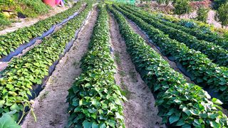 황규엽님의 고구마 · 영농일지 작성글 사진