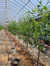 팜모닝 기타작물·영농일지 게시글 이미지