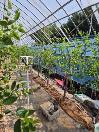 임기주님의 기타작물 · 영농일지 작성글 사진