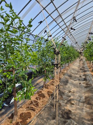 임기주님의 기타작물 · 영농일지 작성글 사진