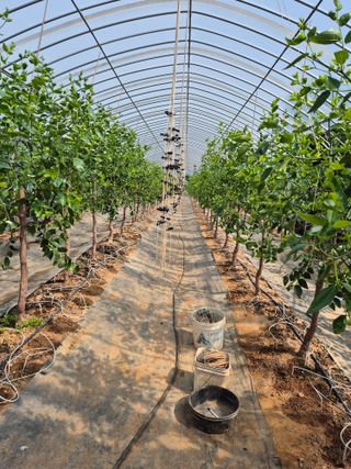 임기주님의 기타작물 · 영농일지 작성글 사진