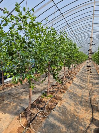 임기주님의 기타작물 · 영농일지 작성글 사진