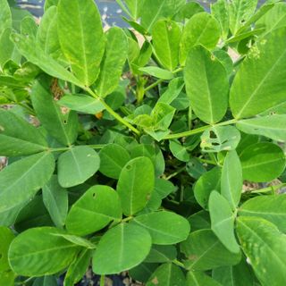 구영일님의 기타작물 · 영농일지 작성글 사진