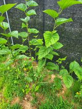 팜모닝 농사, 무엇이든 물어보세요!·참여글 게시글 이미지