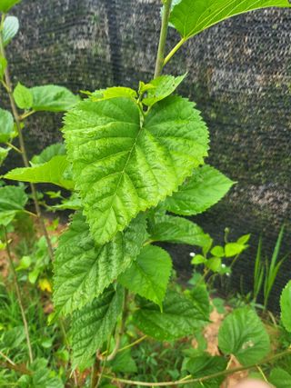 백종진님의 농사, 무엇이든 물어보세요! · 참여글 작성글 사진
