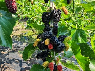 흰돌농원님의 기타작물 · 영농일지 작성글 사진