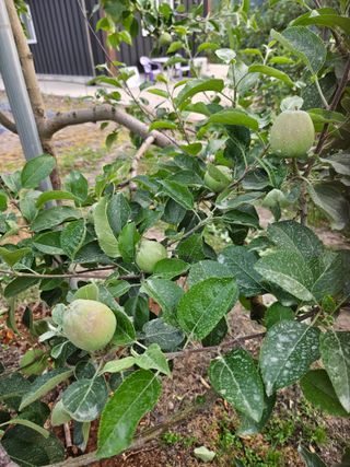 이희문님의 사과 · 영농일지 작성글 사진