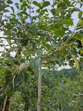 이희문님의 사과 · 영농일지 작성글 사진