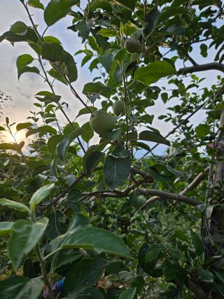 이희문님의 사과 · 영농일지 작성글 사진